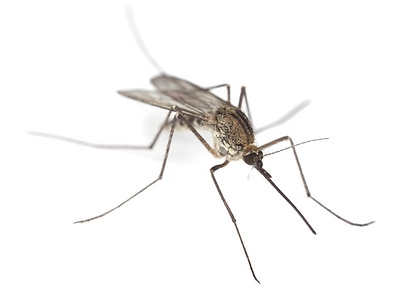 עונת היובש. יתוש (צילום: shutterstock)